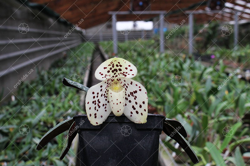Paphiopedilum wenshanense.jpg