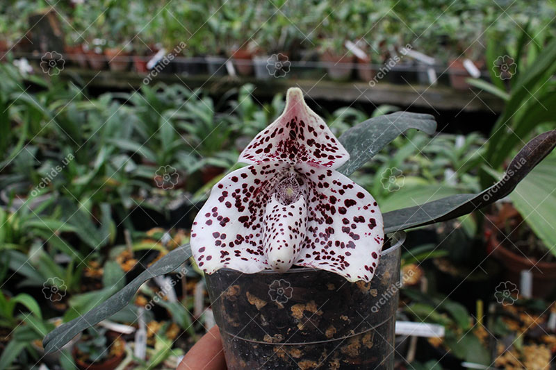 Paphiopedilum bellatulum.jpg
