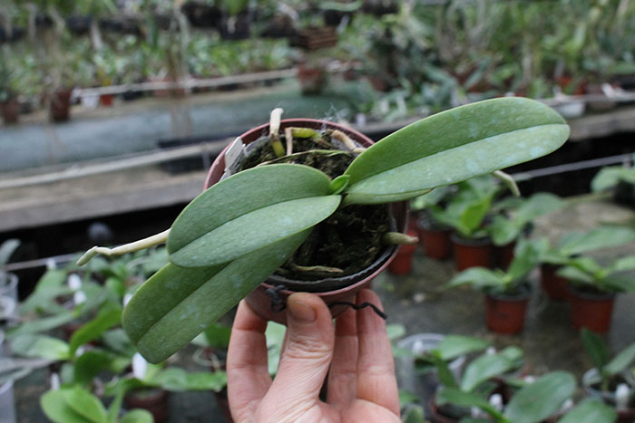 Phalaenopsis pulcherrima alba 'Joseph Wu'.jpg