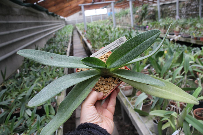 Paphiopedilum Gloria Naugle.jpg