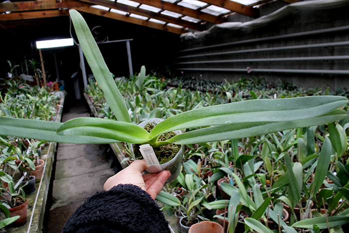 Paphiopedilum Prince Edward of York.jpg