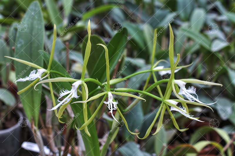 Coilostylis ciliaris.jpg