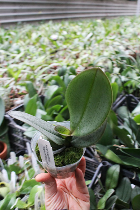 Phalaenopsis An Tai Jade'KS-1000' (4N).jpg