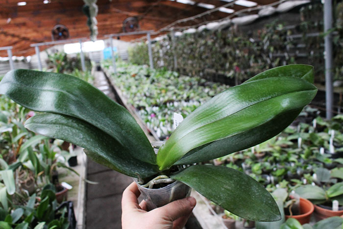 Phalaenopsis Smiley Tangerine 'Wilson'.jpg