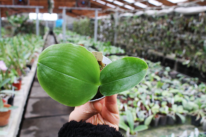 Phalaenopsis Mituo Prince x LD Emerald Bear.jpg