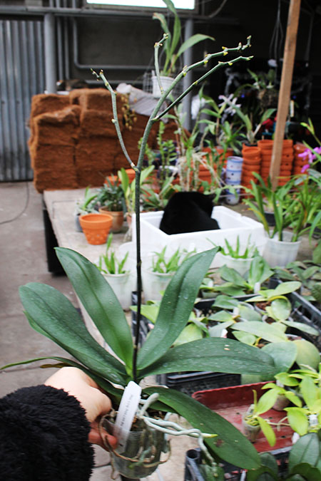 Phalaenopsis Long Pride Little Bee 'Peloric.jpg