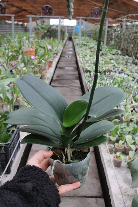 Phalaenopsis Peloric #7.jpg