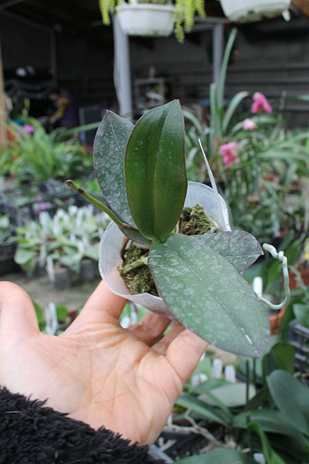 Phalaenopsis Mini Orange ‘Tree-lips’.jpg