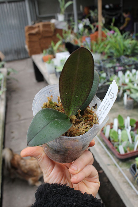 Phalaenopsis Jiaho's Pink Girl 'peloric'.jpg