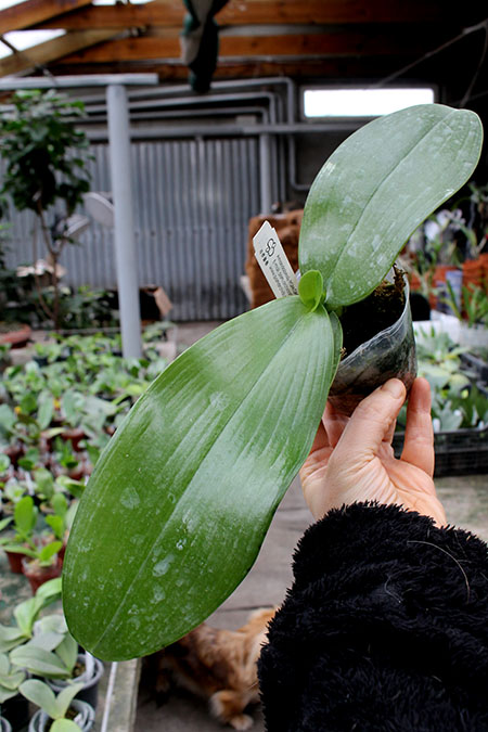 Phalaenopsis Yaphon in Taiwan (Yaphon Super Jaguar x gigantea).jpg