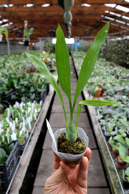 Fredclarkeara After Dark 'SVO Black Pearl'.jpg