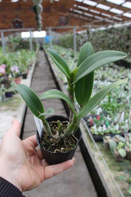 Rhyncattleanthe Young-min Orange 'Golden Satisfaction'.jpg