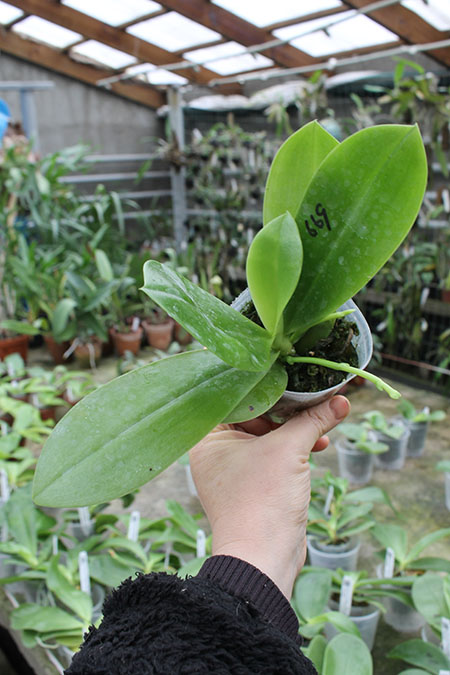 Phalaenopsis speciosa x Mituo Prince 'Bb'.jpg