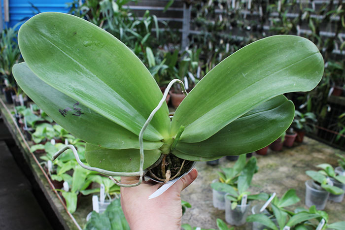 Phalaenopsis (Yin's Bellina Kaiulani x Ld's Bear Queen ) x Dragon Tree Eagle 'Red Eagle'.jpg