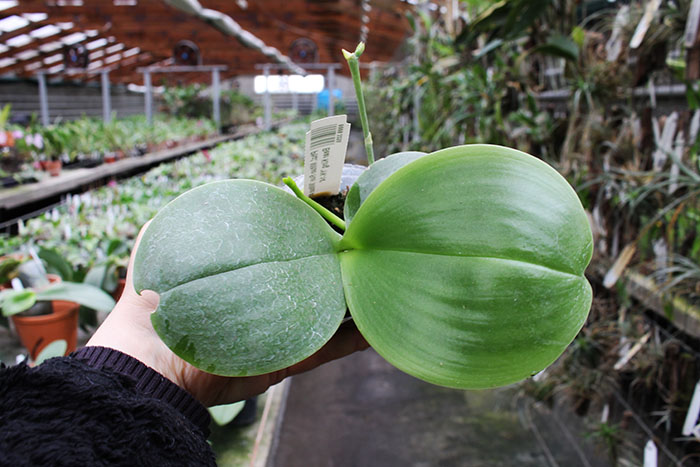 Phalaenopsis Mituo Sun 'Mituo #1' x Ld's Bear King 'YK-14'.jpg