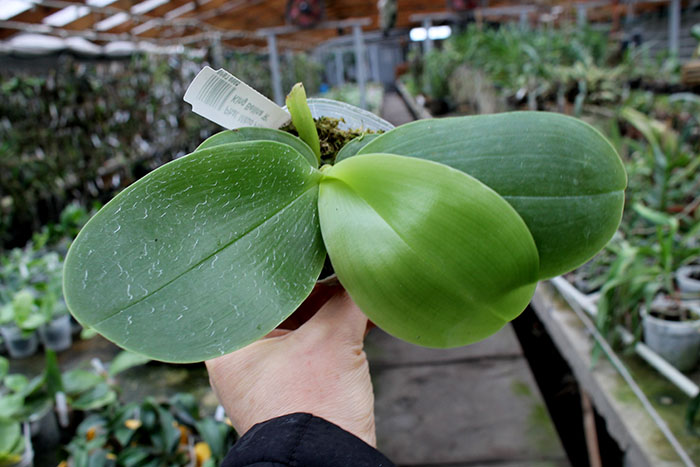 Phalaenopsis Mituo Prince 'Y' x Mituo King Bellina 'R'.jpg