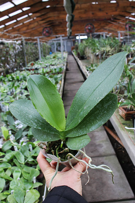 Phalaenopsis Lioulin Goldenfish x Chienlung Black Parrot.jpg