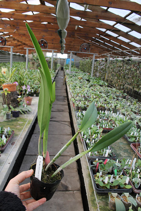 Rhyncholaeliocattleya Golf Green 'Lu-Chi' (OG).jpg