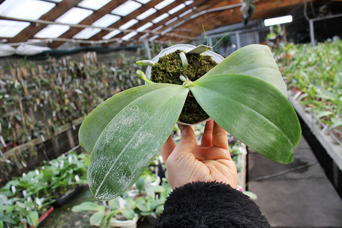 Phalaenopsis Ambotrana x Kung's Red Cherry.jpg