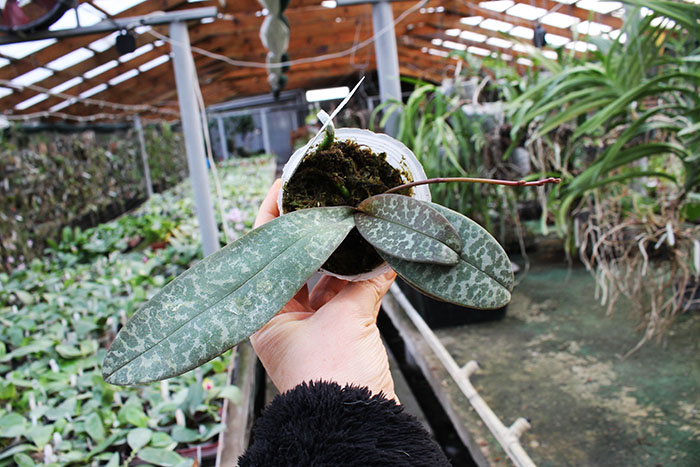 Phalaenopsis schilleriana x lindenii.jpg