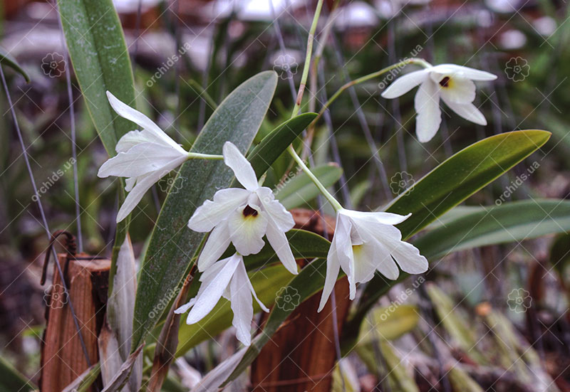 Laelia rubescens semi alba.jpg