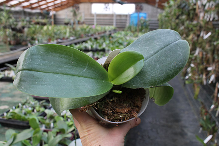 Phalaenopsis Sogo Relex 'F-1661'.jpg