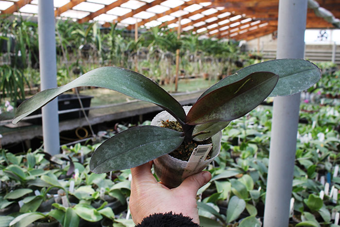 Phalaenopsis stuartiana x sib.jpg