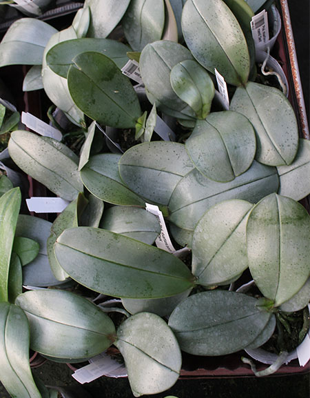 Phalaenopsis stuartiana punctatissima x mannii 'Dark'.jpg