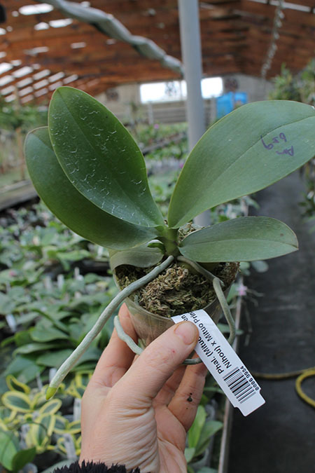 Phalaenopsis (Mituo Golden x Sogo Nihou) x Mituo Prince.jpg