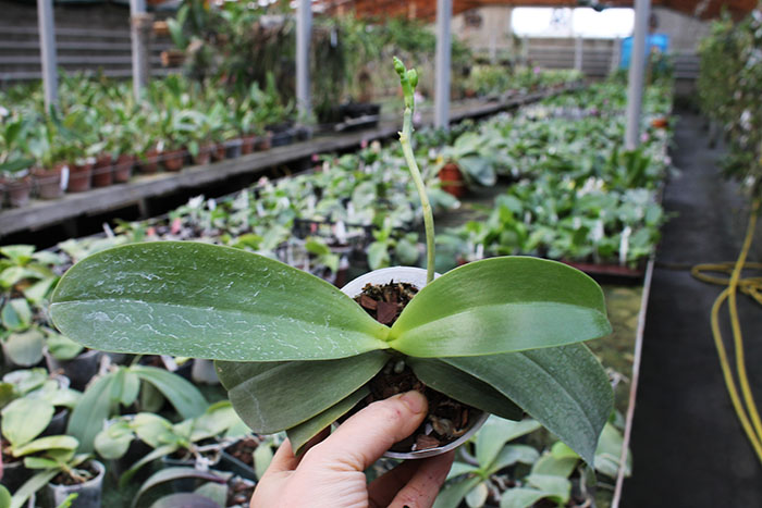 Phalaenopsis Sogo Pony x (Hymen x Sogo Kaiulani).jpg