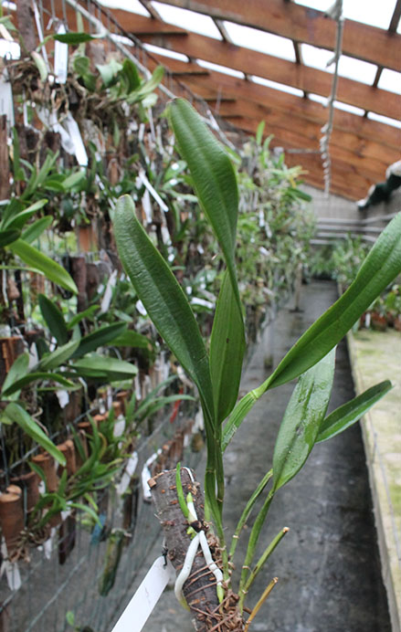 Cattleya jenmanii alba 'Fuchs Snow'.jpg