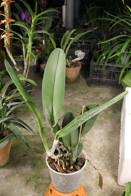 Rhyncholaelia digbyana.jpg