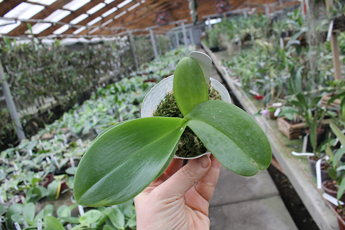 Phalaenopsis Hsinying Fanjo x Sogo Relex ’A-Liang’ (MC).jpg