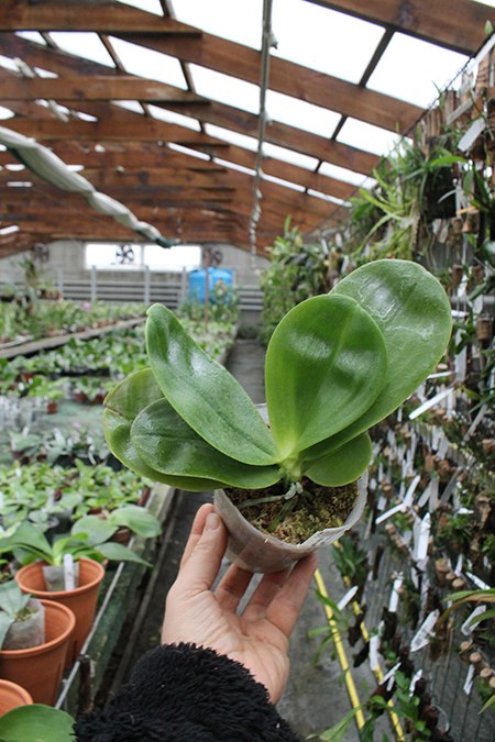 Phalaenopsis Yaphon Skype x (violacea alba x speciosa 'C -1').jpg