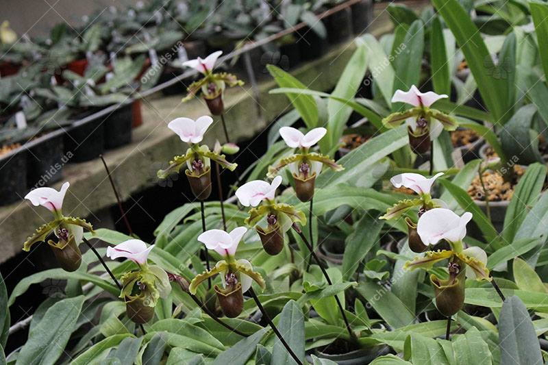 Paphiopedilum spicerianum.jpg