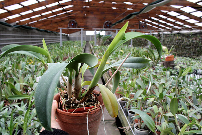 Cattlianthe Sunrise Doll 'AV' (Cattlianthe Seagulls Torch Song x Cattleya Morning Glow).jpg