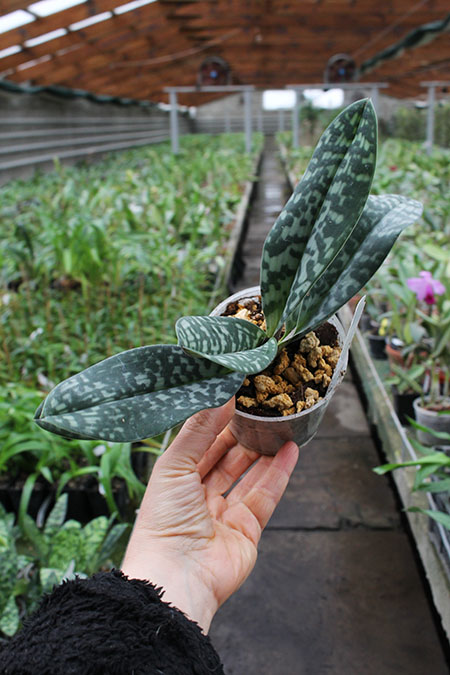 Paphiopedilum volonteanum.jpg