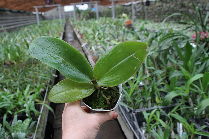 Phalaenopsis Sogo Shito x AL Redsun Queen 'Green Apple'.jpg