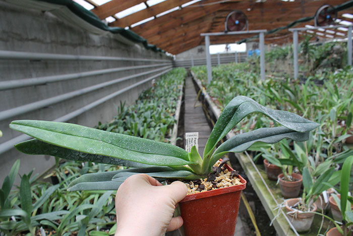 Paphiopedilum emersonii.jpg
