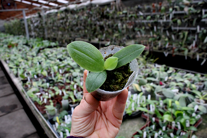 Phalaenopsis (Princess Kaiulani x Cornings Violet) x Zen Min Muskadine 'Yellow Edge'.jpg