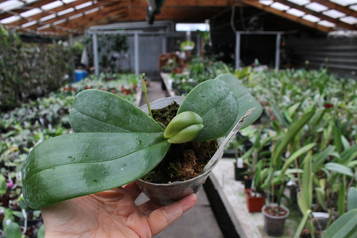 Phalaenopsis equestris alba x Phalaenopsis lindenii.jpg