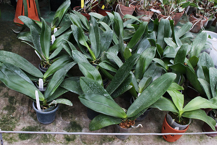 Phalaenopsis Smiley Tangerine 'Wilson'.jpg
