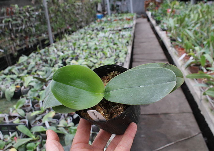 Phalaenopsis bellina 'Red Apple' x bellina.jpg