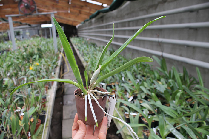 Laelia lobata coerulea 'AM-EC' x SELF.jpg