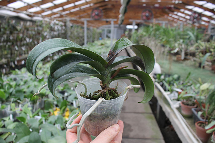 Asconopsis Irene Dobkin 'Orange'.jpg