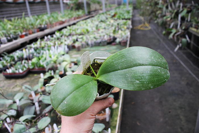 Phalaenopsis Ya-YI Qin x AL Sun Tiger.jpg