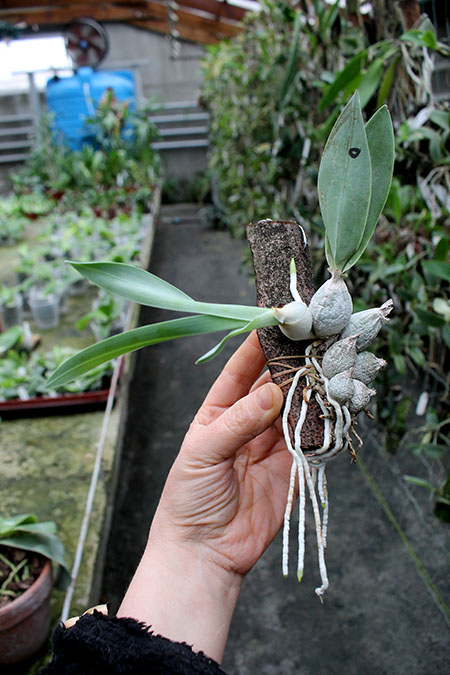 Encyclia citrina.jpg