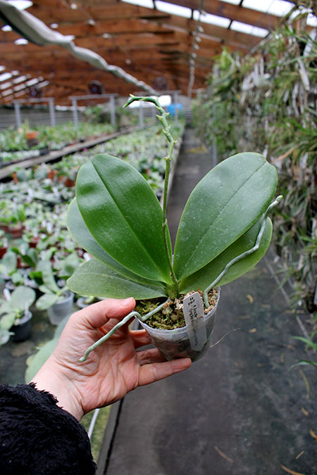 Phalaenopsis Zheng Min Orion (Tying Shin Beagle 'Peter' x Ld's Bear King 'Peter').jpg