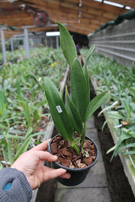 Cattleya maxima concolor.jpg