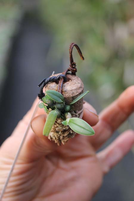 maxillaria sophronitis.jpg